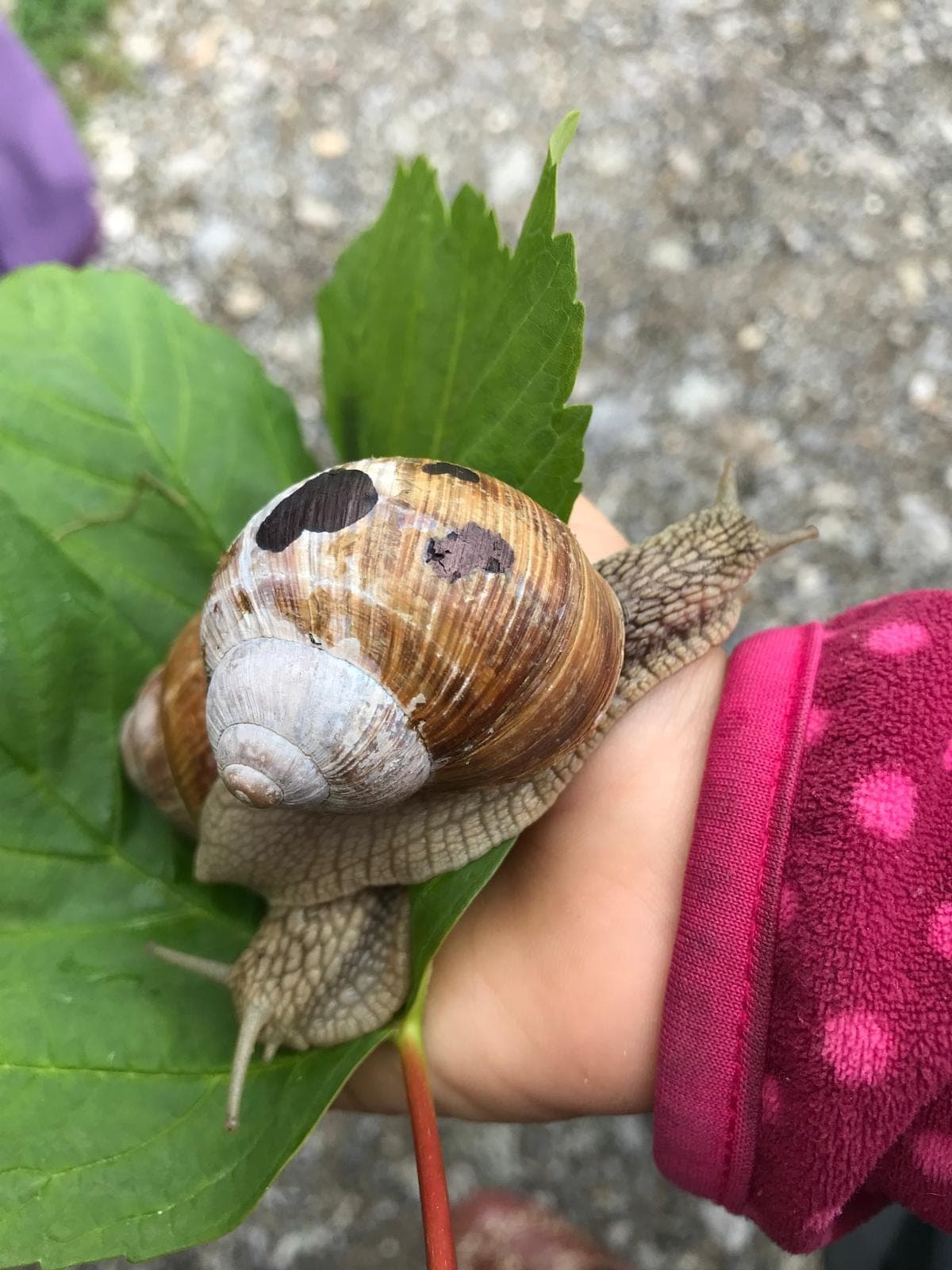 Kinderhand hält eine große Weinbergschnecke auf einem grünen Blatt.