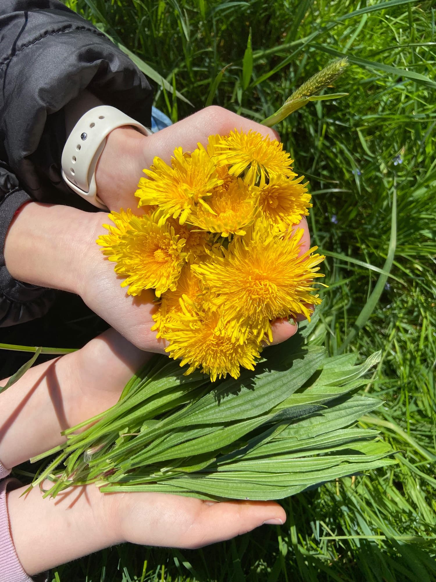 Kinderhände halten einen Strauß frisch gepflückter Löwenzahnblüten auf einer Wiese.
