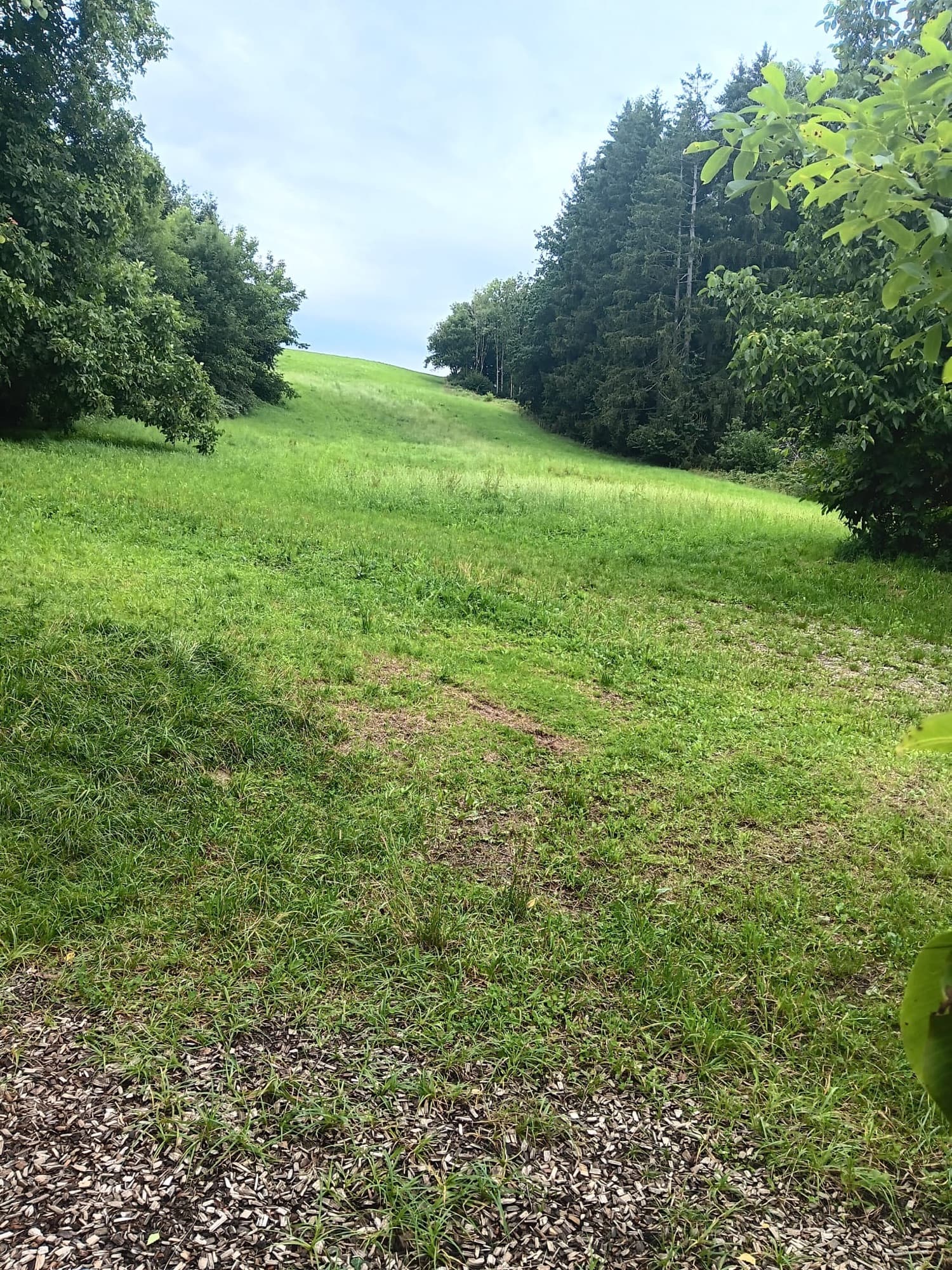 Wiese mit Waldrand im Allgäu, weite Landschaft als Lernraum.